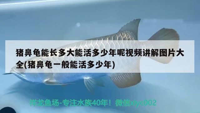 豬鼻龜能長多大能活多少年呢視頻講解圖片大全(豬鼻龜一般能活多少年)