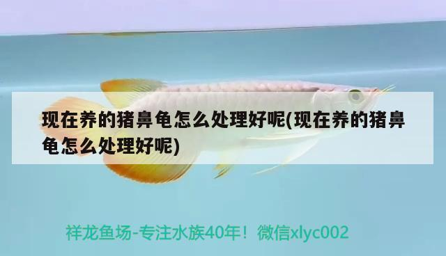 現(xiàn)在養(yǎng)的豬鼻龜怎么處理好呢(現(xiàn)在養(yǎng)的豬鼻龜怎么處理好呢)