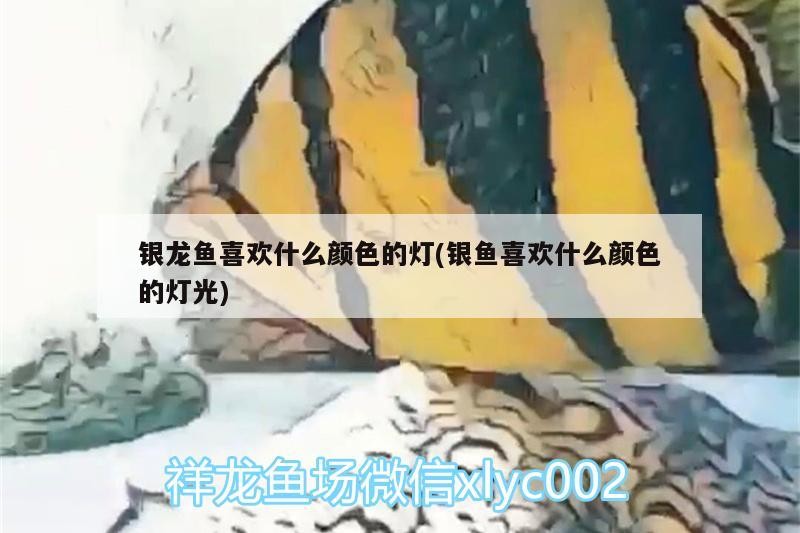 銀龍魚喜歡什么顏色的燈(銀魚喜歡什么顏色的燈光)