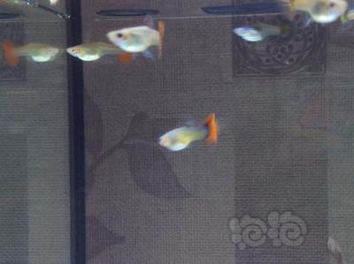 <strong><mark>青山</mark></strong>區老康水族館（<strong><mark>青山</mark></strong>區老康水族館地址）