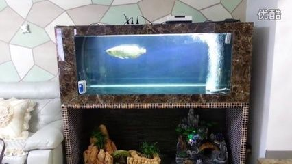 龍魚不吃食趴缸怎么辦 龍魚不吃食趴缸怎么辦 龍魚百科 第1張