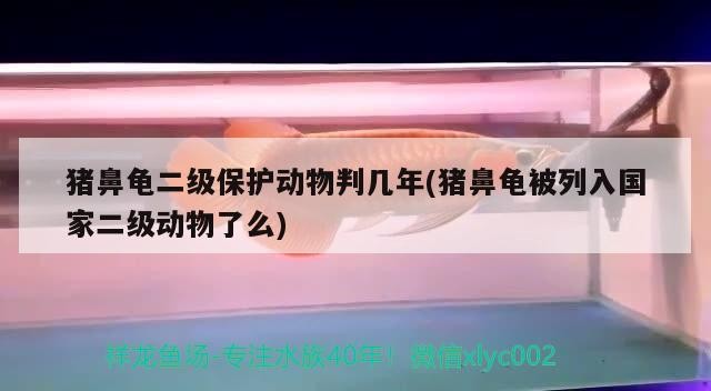 豬鼻龜二級保護動物判幾年(豬鼻龜被列入國家二級動物了么) 豬鼻龜二級保護動物判幾年(豬鼻龜被列入國家二級動物了么) 豬鼻龜百科