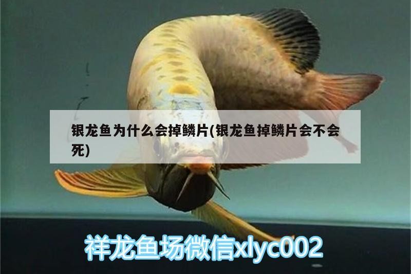 銀龍魚為什么會(huì)掉鱗片(銀龍魚掉鱗片會(huì)不會(huì)死)