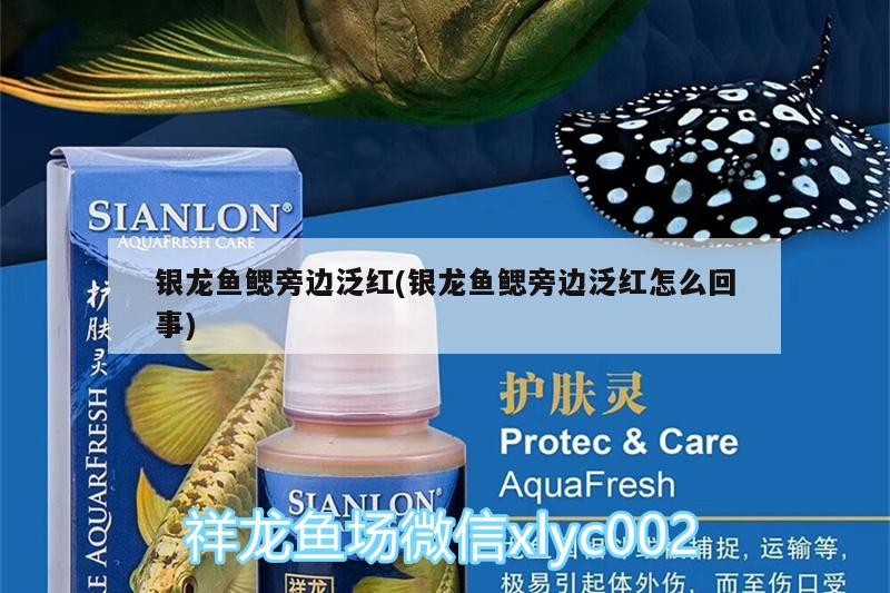 銀龍魚鰓旁邊泛紅(銀龍魚鰓旁邊泛紅怎么回事)
