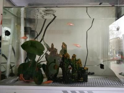 保持魚缸水質養什么魚：魚缸水質管理以保持方法