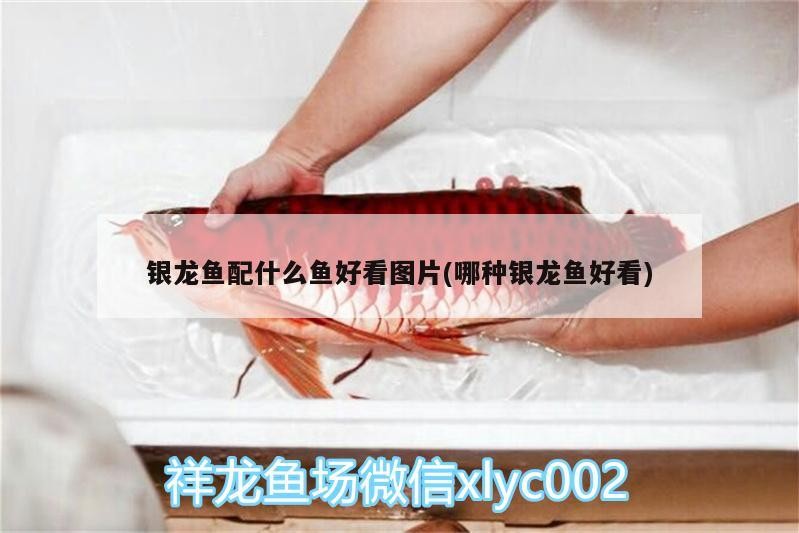銀龍魚配什么魚好看圖片(哪種銀龍魚好看)