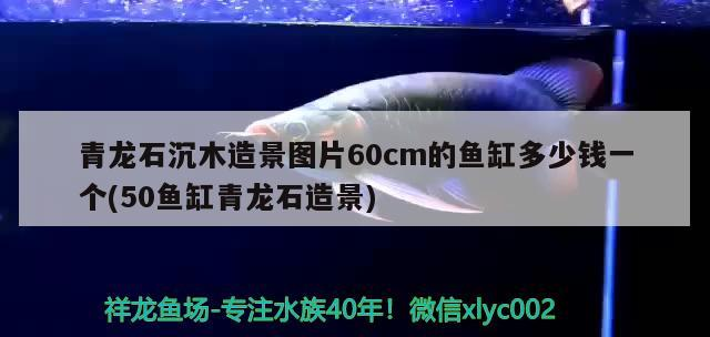 印度尼西亞紅龍魚價格 青龍石沉木造景圖片60cm的魚缸多少錢一個(50魚缸青龍石造景) 紅龍魚百科 青龍石沉木造景圖片60cm的魚缸多少錢一個(50魚缸青龍石造景) 青龍石沉木造景圖片60cm的魚缸多少錢一個(50魚缸青龍石造景) 紅龍魚百科