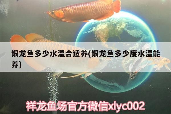 銀龍魚多少水溫合適養(銀龍魚多少度水溫能養) 銀龍魚多少水溫合適養(銀龍魚多少度水溫能養) 銀龍魚百科