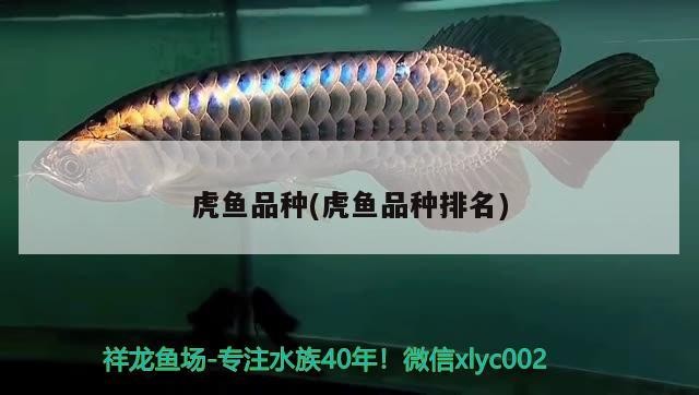 虎魚品種(虎魚品種排名)