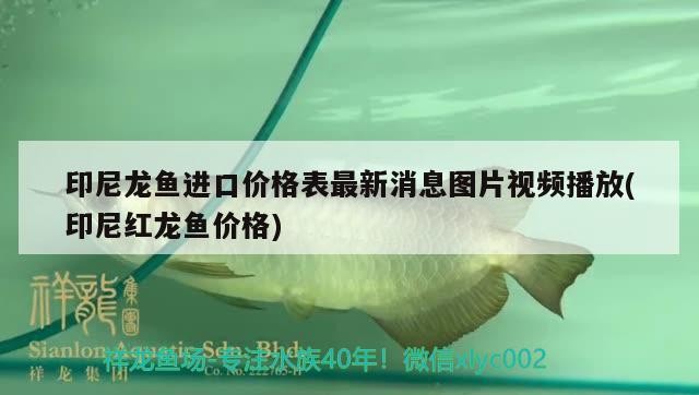 印尼龍魚進口價格表最新消息圖片視頻播放(印尼紅龍魚價格)