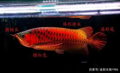 紅龍魚體型修長：紅龍魚體型修長體型修長體現在其較長的體型和色彩 紅龍魚體型修長：紅龍魚體型修長體型修長體現在其較長的體型和色彩 紅龍魚百科 第4張