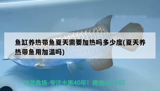 魚缸養(yǎng)熱帶魚夏天需要加熱嗎多少度(夏天養(yǎng)熱帶魚用加溫嗎)