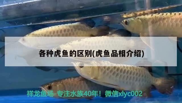 各種虎魚的區別(虎魚品相介紹) 各種虎魚的區別(虎魚品相介紹) 虎魚百科
