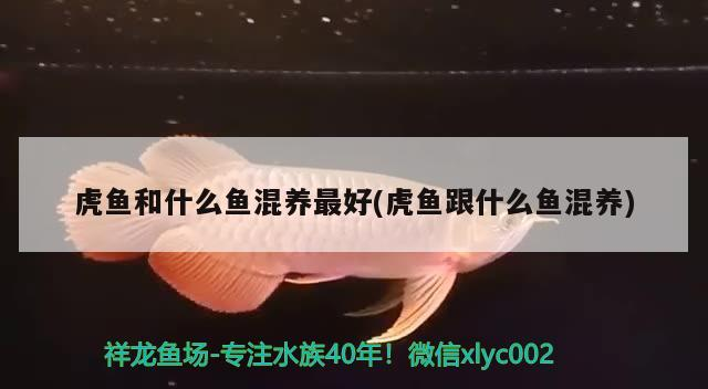 銀龍魚眼睛有白點怎么個回事啊圖片視頻(銀龍魚眼睛白了怎么回事) 銀龍魚眼睛有白點怎么個回事啊圖片視頻(銀龍魚眼睛白了怎么回事) 銀龍魚百科