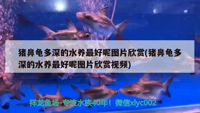 豬鼻龜多深的水養最好呢圖片欣賞(豬鼻龜多深的水養最好呢圖片欣賞視頻)