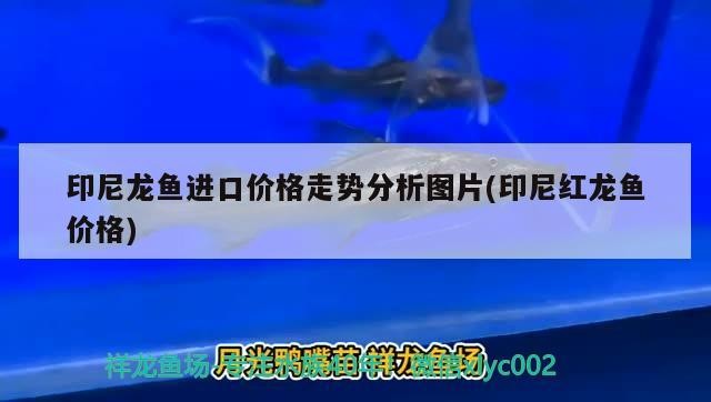 印尼龍魚進(jìn)口價(jià)格走勢分析圖片(印尼紅龍魚價(jià)格)