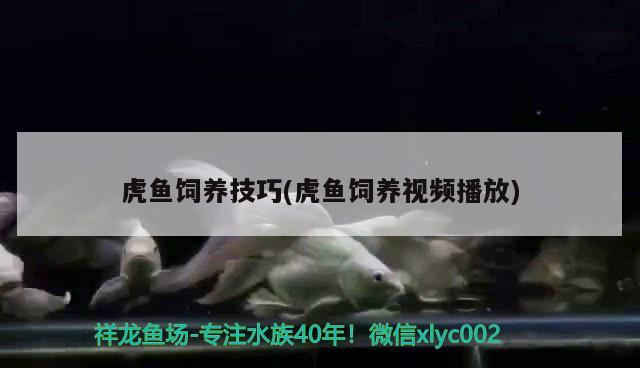 虎魚飼養技巧(虎魚飼養視頻播放) 虎魚飼養技巧(虎魚飼養視頻播放) 虎魚百科