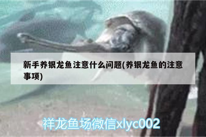 新手養(yǎng)銀龍魚注意什么問題(養(yǎng)銀龍魚的注意事項) 新手養(yǎng)銀龍魚注意什么問題(養(yǎng)銀龍魚的注意事項) 銀龍魚百科