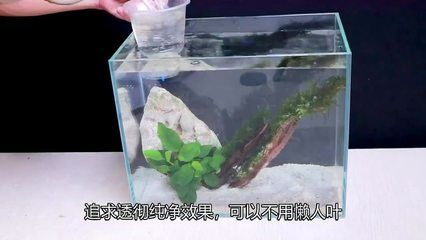 斗魚缸造景好還是不造景好：斗魚缸造景和不造景各有利弊，