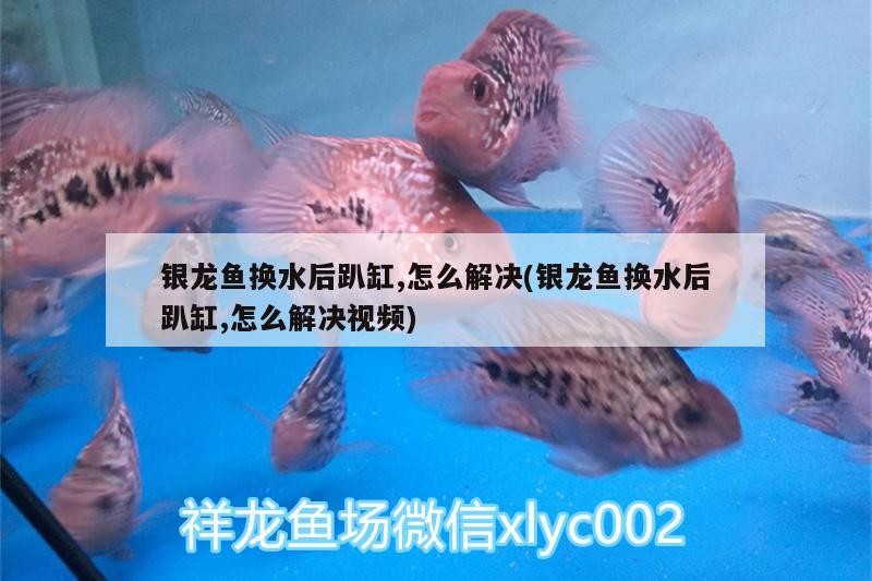 銀龍魚喂養最好的方式是什么(觀賞魚銀龍怎樣喂養)