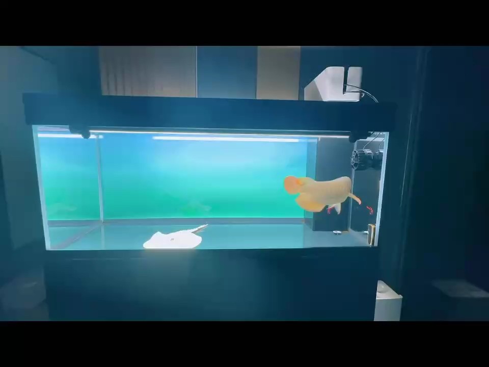 假期就要結(jié)束了 假期就要結(jié)束了 龍魚(yú)論壇