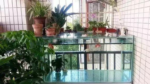 玻璃魚缸做盆景好不好：玻璃魚缸制作微型植物盆景