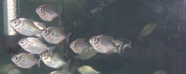 淡水白鯧魚能養在魚缸嗎：如何在家中養活淡水白鯧