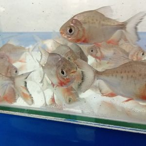 淡水白鯧魚能養在魚缸嗎：如何在家中養活淡水白鯧