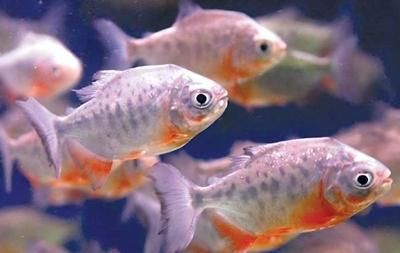 淡水白鯧魚能養在魚缸嗎：如何在家中養活淡水白鯧
