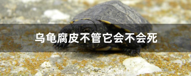 魚(yú)缸過(guò)濾器選購(gòu)指南:自制魚(yú)缸過(guò)濾器魚(yú)缸上置過(guò)濾器對(duì)于養(yǎng)魚(yú)愛(ài)好者的必備知識(shí) 烏龜腐皮不管它會(huì)不會(huì)死 森森魚(yú)缸 烏龜腐皮不管它會(huì)不會(huì)死 烏龜腐皮不管它會(huì)不會(huì)死 森森魚(yú)缸