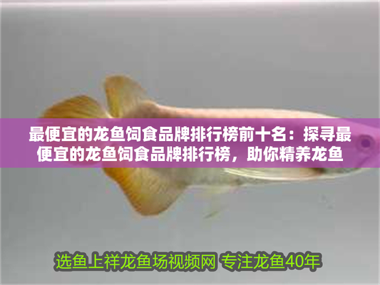 龍魚最建議買的三個牌子