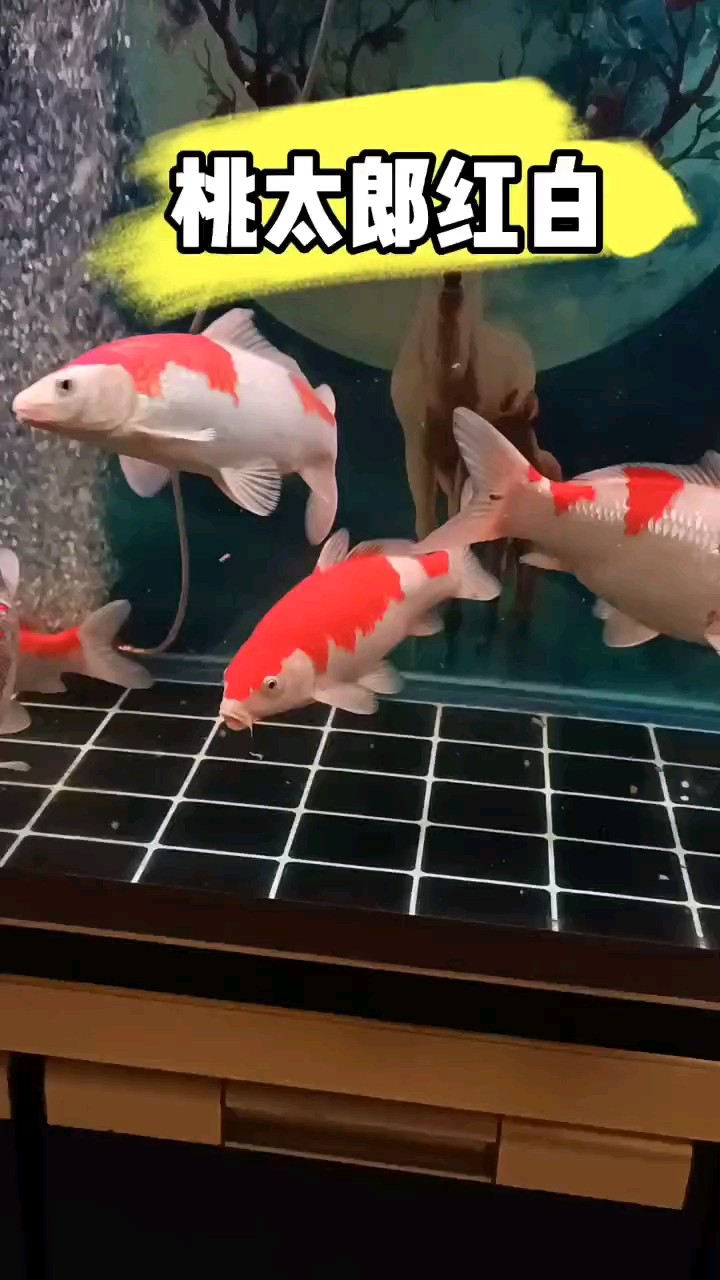 桃太郎紅白 桃太郎紅白 龍魚論壇
