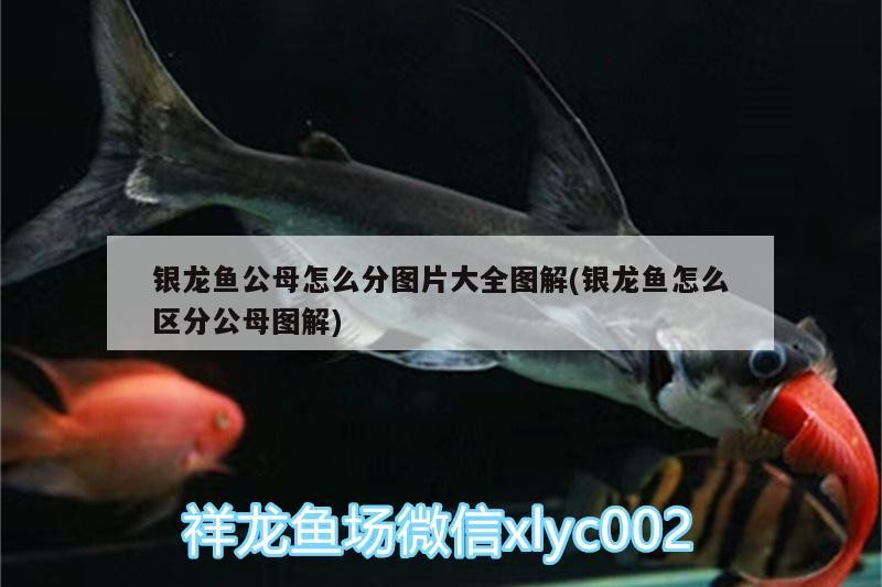 銀龍魚公母怎么分圖片大全圖解(銀龍魚怎么區分公母圖解)