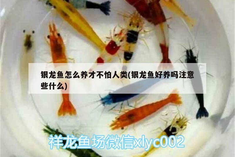 銀龍魚怎么養才不怕人類(銀龍魚好養嗎注意些什么)