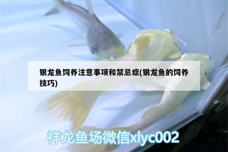 銀龍魚飼養(yǎng)注意事項(xiàng)和禁忌癥(銀龍魚的飼養(yǎng)技巧)