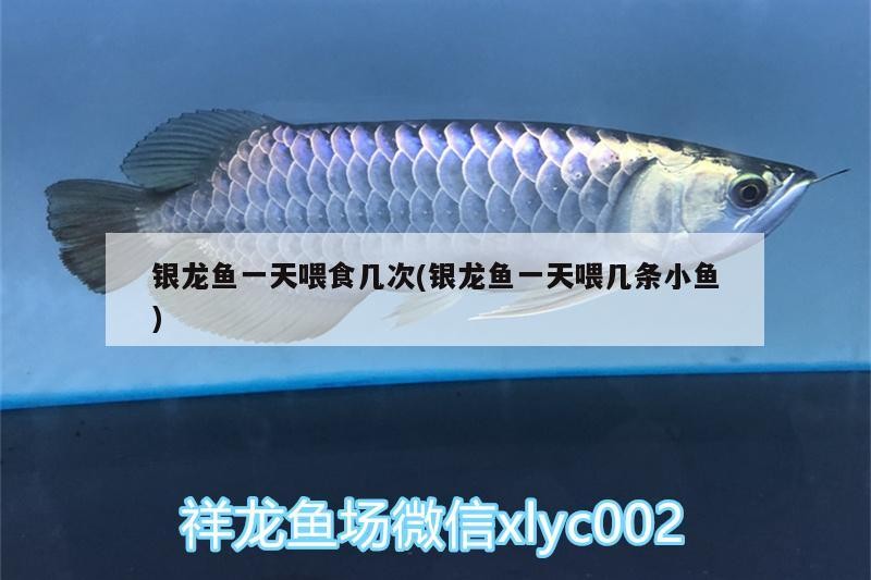 銀龍魚一天喂食幾次(銀龍魚一天喂幾條小魚)
