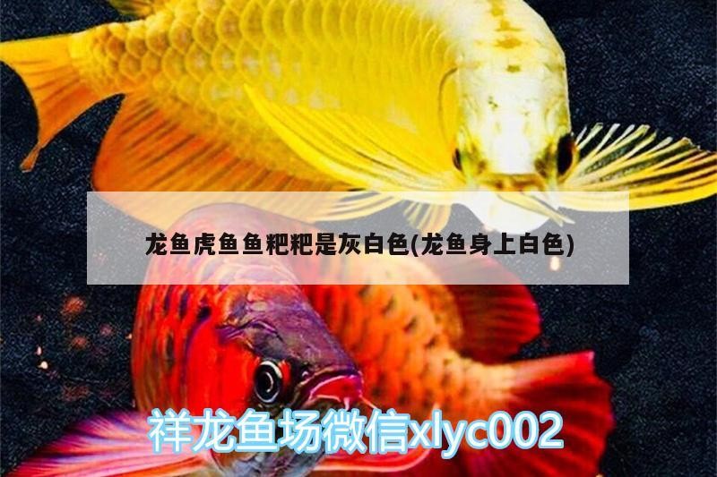 龍魚虎魚魚粑粑是灰白色(龍魚身上白色)