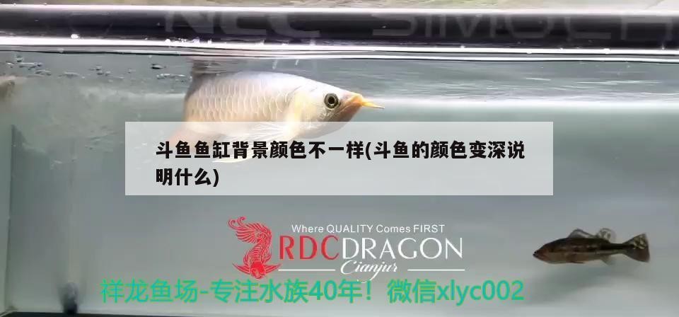 魚缸用增氧泵價格是多少:魚缸增氧機(jī)-xtrac增氧機(jī)-xtrac增氧機(jī) 斗魚魚缸背景顏色不一樣(斗魚的顏色變深說明什么) 虎魚百科 斗魚魚缸背景顏色不一樣(斗魚的顏色變深說明什么) 斗魚魚缸背景顏色不一樣(斗魚的顏色變深說明什么) 虎魚百科
