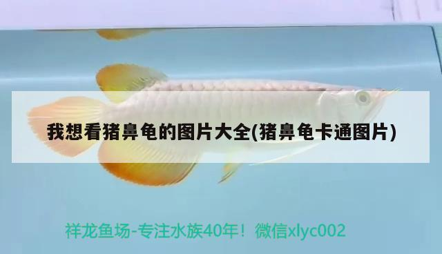 我想看豬鼻龜的圖片大全(豬鼻龜卡通圖片)