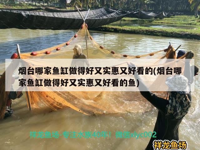 煙臺哪家魚缸做得好又實惠又好看的(煙臺哪家魚缸做得好又實惠又好看的魚)