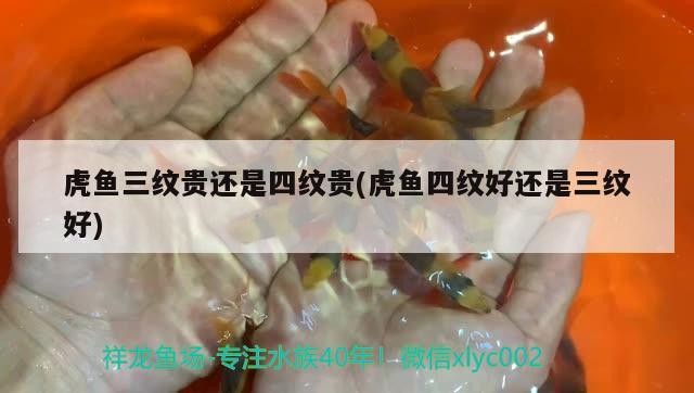 泰國虎 虎魚三紋貴還是四紋貴(虎魚四紋好還是三紋好) 虎魚百科 虎魚三紋貴還是四紋貴(虎魚四紋好還是三紋好) 虎魚三紋貴還是四紋貴(虎魚四紋好還是三紋好) 虎魚百科