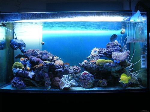 大魚缸制作視頻教學：大魚缸制作視頻教程視頻教程和技巧分享視頻教程分享