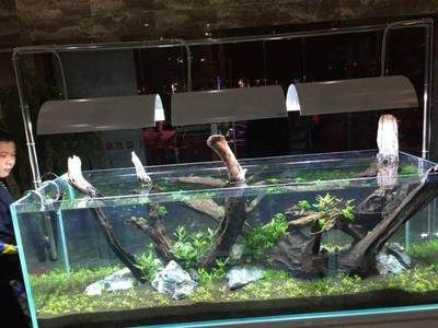 徹底清洗魚缸的小妙招：清洗魚缸小妙招 徹底清洗魚缸的小妙招：清洗魚缸小妙招 魚缸百科 第3張