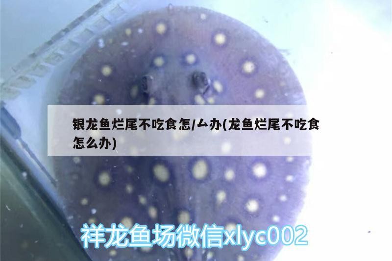 銀龍魚爛尾不吃食怎/厶辦(龍魚爛尾不吃食怎么辦)
