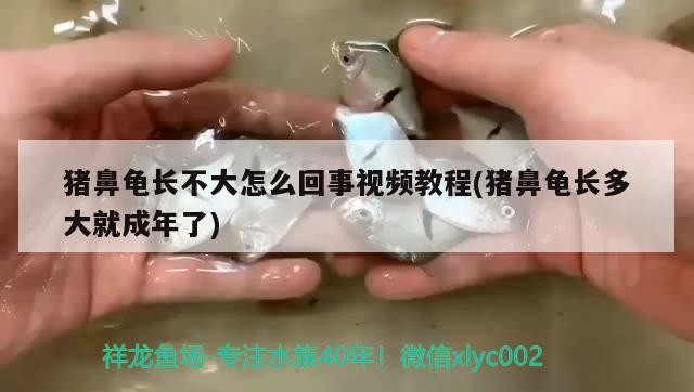 飼料 豬鼻龜長不大怎么回事視頻教程(豬鼻龜長多大就成年了) 豬鼻龜百科 豬鼻龜長不大怎么回事視頻教程(豬鼻龜長多大就成年了) 豬鼻龜長不大怎么回事視頻教程(豬鼻龜長多大就成年了) 豬鼻龜百科