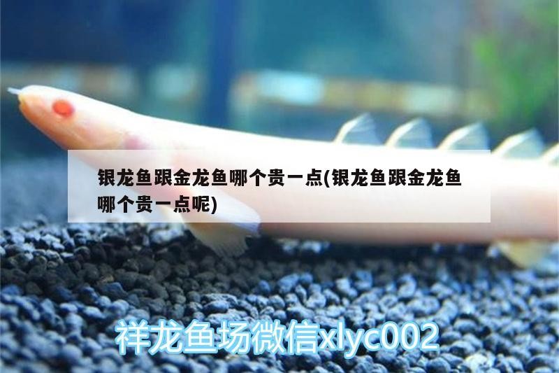 銀龍魚跟金龍魚哪個貴一點(銀龍魚跟金龍魚哪個貴一點呢)