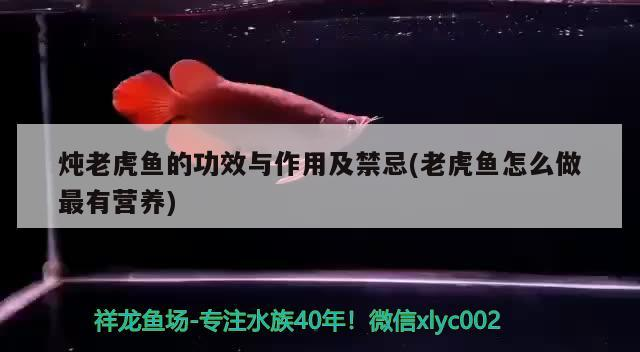 燉老虎魚的功效與作用及禁忌(老虎魚怎么做最有營養) 燉老虎魚的功效與作用及禁忌(老虎魚怎么做最有營養) 虎魚百科