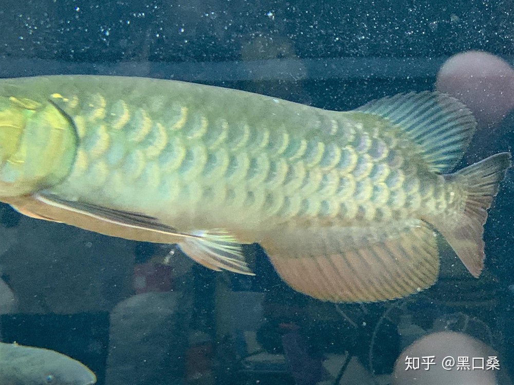 金龍魚的養(yǎng)法和注意事項(xiàng)