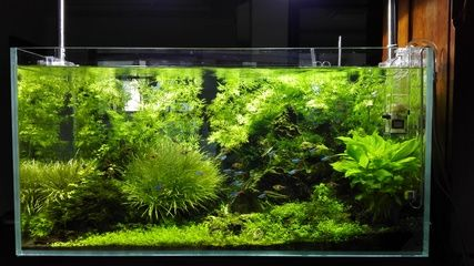 大魚缸水草修剪方法視頻：魚缸修剪水草的方法