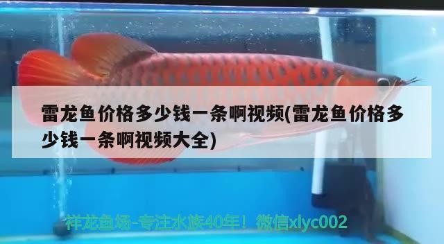 雷龍魚價格多少錢一條啊視頻(雷龍魚價格多少錢一條啊視頻大全)